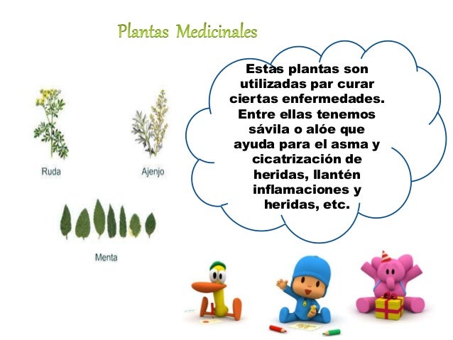 Una planta
ornamental es aquella
que se cultiva y se
comercializa con la
finalidad principal de
mostrar su belleza.
 