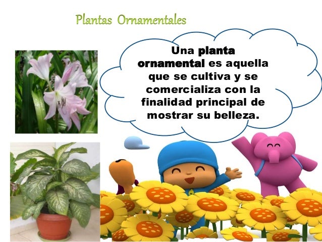 Resultado de imagen de las plantas para primaria