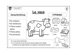 La vaca
Características Utilidades
*Es vivíparo.
*Es herbívoro.
*Tiene cuatro
patas.
*Tiene pelos.
*Es terrestre.
queso
leche
carne
mantequilla
cuero
 La vaca viene de Europa.
 La crianza de la vaca es una de las principales actividades
económicas del departamento de Cajamarca destacando la leche.
 