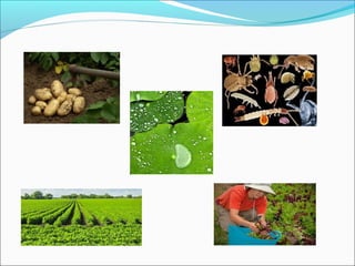 Utilidades de los seres vivos