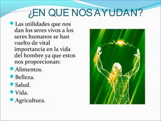 ¿EN QUE NOSAYUDAN?
Las utilidades que nos
dan los seres vivos a los
seres humanos se han
vuelto de vital
importancia en la vida
del hombre ya que estos
nos proporcionan:
Alimentos.
Belleza.
Salud.
Vida.
Agricultura.
