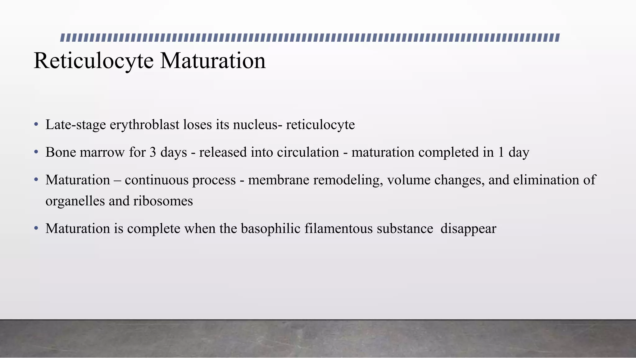 Reticulocyte Maturation
• Late-stage erythroblast loses its nucleus- reticulocyte
• Bone marrow for 3 days - released into circulation - maturation completed in 1 day
• Maturation – continuous process - membrane remodeling, volume changes, and elimination of
organelles and ribosomes
• Maturation is complete when the basophilic filamentous substance disappear
 