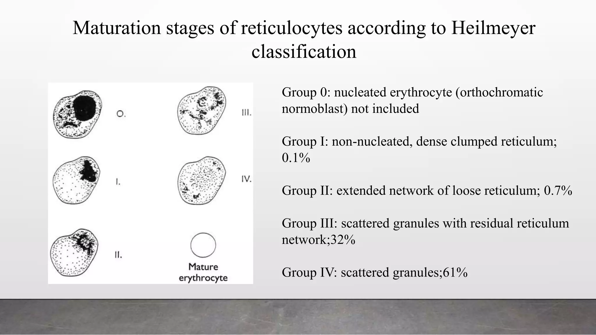 Group 0: nucleated erythrocyte (orthochromatic
normoblast) not included
Group I: non-nucleated, dense clumped reticulum;
0.1%
Group II: extended network of loose reticulum; 0.7%
Group III: scattered granules with residual reticulum
network;32%
Group IV: scattered granules;61%
Maturation stages of reticulocytes according to Heilmeyer
classification
 