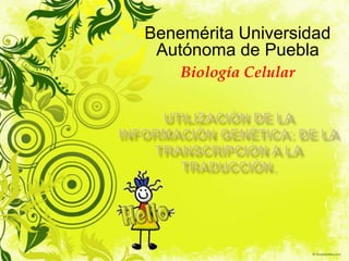 Benemérita Universidad
 Autónoma de Puebla
    Biología Celular
 