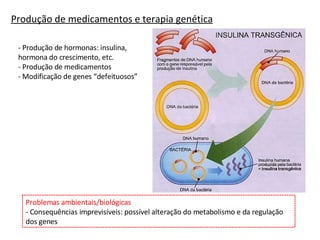 Produção de medicamentos e terapia genética - Produção de hormonas: insulina, hormona do crescimento, etc. - Produção de medicamentos - Modificação de genes “defeituosos” Problemas ambientais/biológicas - Consequências imprevisíveis: possível alteração do metabolismo e da regulação dos genes 