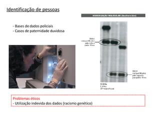 Identificação de pessoas - Bases de dados policiais - Casos de paternidade duvidosa Problemas éticos - Utilização indevida dos dados (racismo genético) 