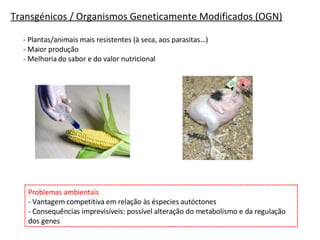 Transgénicos / Organismos Geneticamente Modificados (OGN) - Plantas/animais mais resistentes (à seca, aos parasitas…) - Maior produção - Melhoria do sabor e do valor nutricional Problemas ambientais - Vantagem competitiva em relação às éspecies autóctones - Consequências imprevisíveis: possível alteração do metabolismo e da regulação dos genes 
