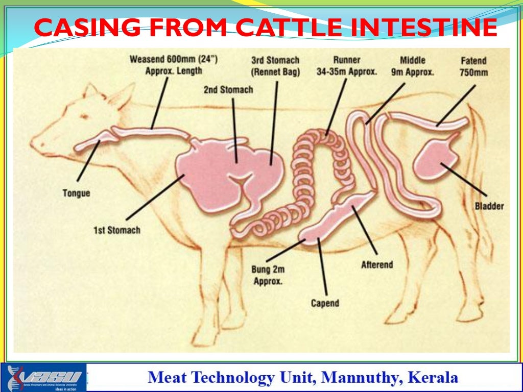 Utilization of intestines as animal casings