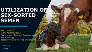 UTILIZATION OF
SEX-SORTED
SEMEN
Amit Gnawali
M.SC. Animal science
Department of Animal Breeding and
Biotechnology
Agriculture and forestry university (AFU)
MARCH
2021
 