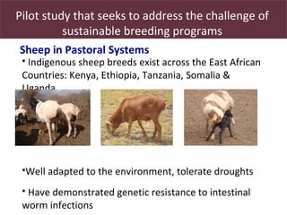 Utilizing livestock biodiversity to secure livelihoods: Indigenous sheep in pastoral systems