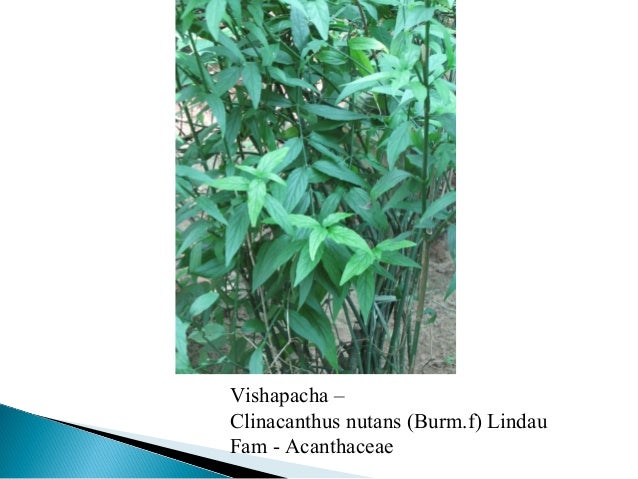 sahyayanam - uti flora