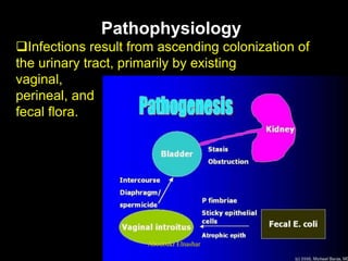 Pathophysiology
Infections result from ascending colonization of
the urinary tract, primarily by existing
vaginal,
perineal, and
fecal flora.
Aboubakr Elnashar
 