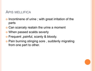 APIS MELLIFICA
 Incontinene of urine ; with great irritation of the
parts
 Can scarcely reatain the urine a moment
 When passed scalds severly
 Frequent ,painful, scanty & bloody.
 Pain burning stinging sore , suddenly migrating
from one part to other.
 