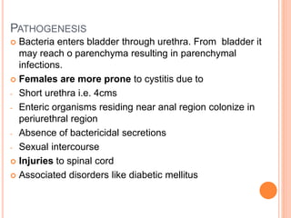 PATHOGENESIS
 Bacteria enters bladder through urethra. From bladder it
may reach o parenchyma resulting in parenchymal
infections.
 Females are more prone to cystitis due to
- Short urethra i.e. 4cms
- Enteric organisms residing near anal region colonize in
periurethral region
- Absence of bactericidal secretions
- Sexual intercourse
 Injuries to spinal cord
 Associated disorders like diabetic mellitus
 