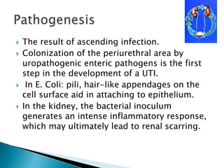 The result of ascending infection.
 Colonization of the periurethral area by
uropathogenic enteric pathogens is the first
step in the development of a UTI.
 In E. Coli: pili, hair-like appendages on the
cell surface aid in attaching to epithelium.
 In the kidney, the bacterial inoculum
generates an intense inflammatory response,
which may ultimately lead to renal scarring.
 