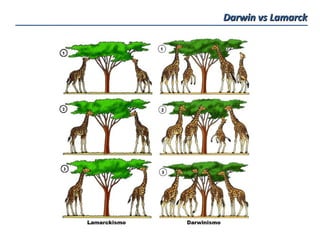 Darwin vs Lamarck
 