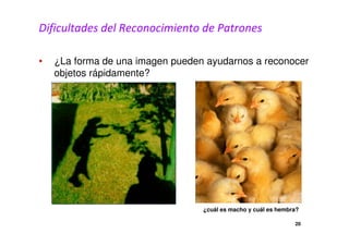 Dificultades del Reconocimiento de Patrones 
• ¿La forma de una imagen pueden ayudarnos a reconocer 
objetos rápidamente? 
¿cuál es macho y cuál es hembra? 
20 
 