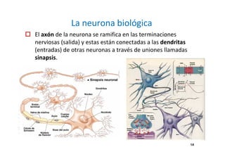 14
La neurona biológica
El axón de la neurona se ramifica en las terminaciones
nerviosas (salida) y estas están conectadas a las dendritas
(entradas) de otras neuronas a través de uniones llamadas
sinapsis.
 