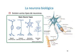 15
La neurona biológica
Existen varios tipos de neuronas.
 