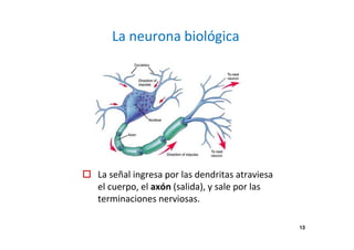La neurona biológica
La señal ingresa por las dendritas atraviesa
el cuerpo, el axón (salida), y sale por las
terminaciones nerviosas.
13
 