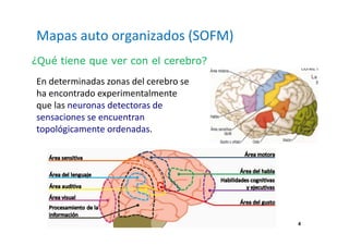 4
Mapas auto organizados (SOFM)
En determinadas zonas del cerebro se
ha encontrado experimentalmente
que las neuronas detectoras de
sensaciones se encuentran
topológicamente ordenadas.
¿Qué tiene que ver con el cerebro?
 