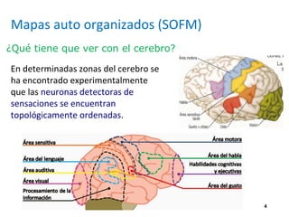 4
Mapas auto organizados (SOFM)
En determinadas zonas del cerebro se
ha encontrado experimentalmente
que las neuronas detectoras de
sensaciones se encuentran
topológicamente ordenadas.
¿Qué tiene que ver con el cerebro?
 