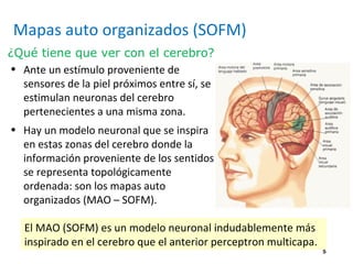 5
Mapas auto organizados (SOFM)
• Ante un estímulo proveniente de
sensores de la piel próximos entre sí, se
estimulan neuronas del cerebro
pertenecientes a una misma zona.
• Hay un modelo neuronal que se inspira
en estas zonas del cerebro donde la
información proveniente de los sentidos
se representa topológicamente
ordenada: son los mapas auto
organizados (MAO – SOFM).
¿Qué tiene que ver con el cerebro?
El MAO (SOFM) es un modelo neuronal indudablemente más
inspirado en el cerebro que el anterior perceptron multicapa.
 