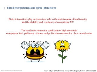o Shrub encroachment and biotic interactions
Images downloaded from es.dreamstime.com Inouye & Pyke 1988; Kearns & Inouye 1994; Dupont, Hansen & Olesen 2003
The harsh environmental conditions of high-mountain
ecosystems limit pollinator richness and pollination services for plant reproduction
Biotic interactions play an important role in the maintenance of biodiversity
and the stability and resistance of ecosystems !!!!!!
 