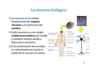 La neurona biológica 
La neurona es la unidad 
fundamental del sistema 
nervioso y en particular del 
cerebro. 
Cada neurona es una simple 
unidad procesadora que recibe 
y combina señales desde y 
hacia otras neuronas. 
Si la combinación de entradas 
es suficientemente fuerte la 
salida de la neurona se activa. 
11 
 