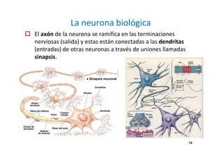 La neurona biológica 
 El axón de la neurona se ramifica en las terminaciones 
nerviosas (salida) y estas están conectadas a las dendritas 
(entradas) de otras neuronas a través de uniones llamadas 
sinapsis. 
14 
 