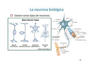 La neurona biológica 
 Existen varios tipos de neuronas. 
15 
 