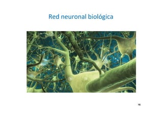 Red neuronal biológica 
16 
 