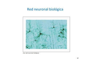 Red neuronal biológica 
17 
 