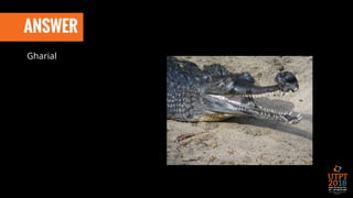 ANSWER
Gharial
 