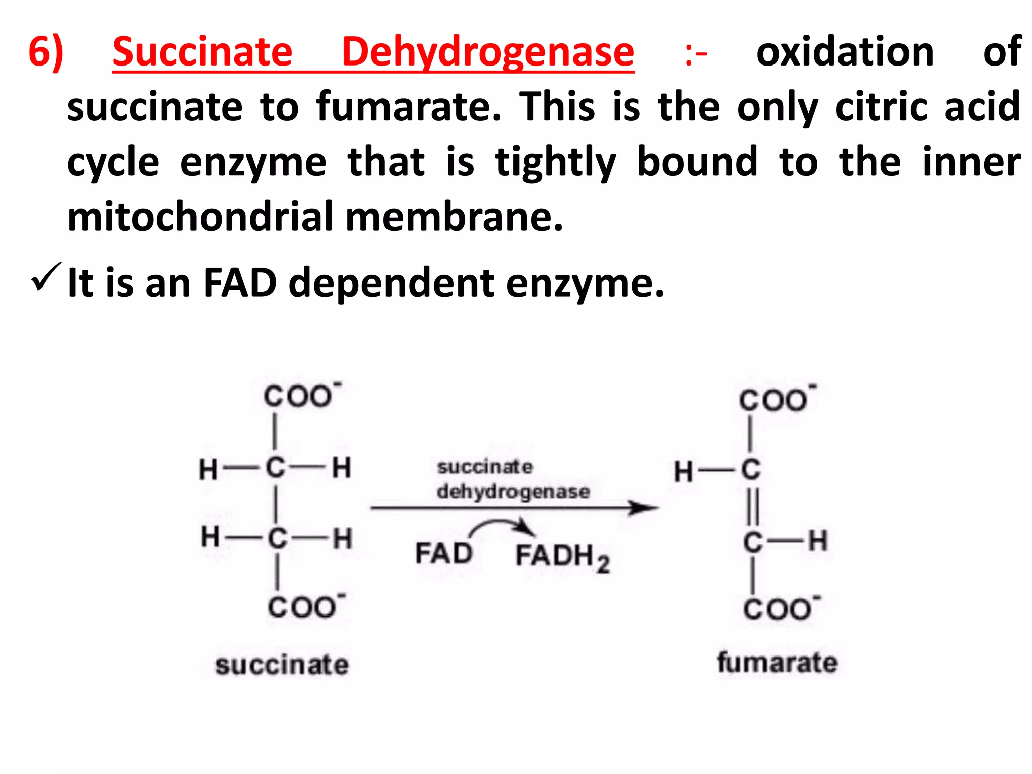 6) Succinate Dehydrogenase :- oxidation of
succinate to fumarate. This is the only citric acid
cycle enzyme that is tightly bound to the inner
mitochondrial membrane.
It is an FAD dependent enzyme.
 