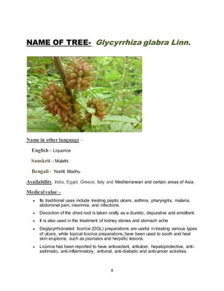 8
NAME OF TREE- Glycyrrhiza glabra Linn.
Name in other language –
English – Liquorice
Sanskrit – Mulathi
Bengali - Yashti Madhu
Availability. India, Egypt, Greece, Italy and Mediterranean and certain areas of Asia.
Medicalvalue –
 Its traditional uses include treating peptic ulcers, asthma, pharyngitis, malaria,
abdominal pain, insomnia, and infections.
 Decoction of the dried root is taken orally as a diuretic, depurative and emollient.
 It is also used in the treatment of kidney stones and stomach ache
 Deglycyrrhizinated licorice (DGL) preparations are useful in treating various types
of ulcers, while topical licorice preparations have been used to sooth and heal
skin eruptions, such as psoriasis and herpetic lesions.
 Licorice has been reported to have antioxidant, antiulcer, hepatoprotective, anti-
asthmatic, anti-inflammatory, antiviral, anti-diabetic and anticancer activities
 