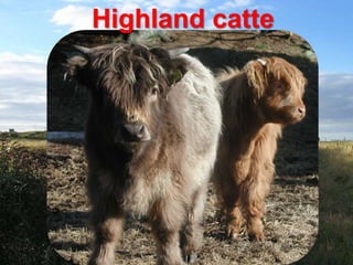 Highlandcatte<br />