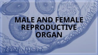 MALE AND FEMALE
REPRODUCTIVE
ORGAN
 