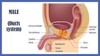 MALE
(Ducts
system)
 