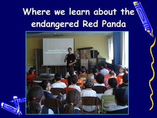 Where we learn about the endangered Red Panda 