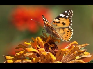 Butterflies Slide 14