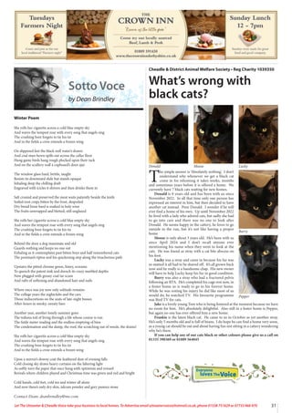31
Let The Uttoxeter & Cheadle Voice take your business to local homes. To Advertise email uttoxetervoice@hotmail.co.uk, phone 01538 751629 or 07733 466 970
Cheadle & District Animal Welfare Society • Reg Charity 1039350
What’s wrong with
black cats?
Donald Moose Lucky
T
he simple answer is ‘Absolutely nothing’. I don’t
understand why whenever we get a black cat
come in for rehoming it takes weeks, months
and sometimes years before it is offered a home. We
currently have 7 black cats waiting for new homes.
Donald is 8 years old and has been with us since
November 2022. In all that time only one person has
expressed an interest in him, but then decided to have
another cat instead. Poor Donald. I wonder if he will
ever find a home of his own. Up until November 2022
he lived with a lady who adored cats, but sadly she had
to go into care and there was no one to look after
Donald. He seems happy in the cattery, he loves to go
outside in the run, but it’s not like having a proper
home.
Moose is only about 3 years old. He’s been with us
since April 2024 and I don’t recall anyone ever
mentioning his name when they went to look at the
cats. He was found as stray with a cat bite abscess on
his foot.
Lucky was a stray and came in because his fur was
so matted it all had to be shaved off. It’s all grown back
now and he really is a handsome chap. His new owner
will have to help Lucky keep his fur in good condition.
Barry was also a stray who had a fractured pelvis
following an RTA. He’s completed his cage rest now, in
a foster home so is ready to go to his forever home.
While he was resting his injury he did like most of us
would do, he watched TV. His favourite programme
was Bird TV for cats.
Jake is a lovely young Tom who is being fostered at the moment because we have
no room for him. He’s absolutely delightful. Also still in a foster home is Pepper,
but again no one has ever offered him a new home.
Frankie is the latest black cat. He came to us in October as yet another stray.
He’s only 5 months old and is full of beans. I do hope he can find a home very soon,
as a young cat should be out and about having fun not sitting in a cattery wondering
why he’s there.
If you can help any of our cats black or other colours please give us a call on
01335 390369 or 01889 564045
Barry
Pepper
Winter Poem
Sotto Voce
by Dean Brindley
She rolls her cigarette across a cold blue empty sky
And waves the tempest roar with every song that angels sing
The crushing bore forgets to tie his tie
And in the fields a crow extends a frozen wing
On slippered feet the black well water’s drawn
And coal man-hewn spills out across the cellar floor
Hung game birds hang rough plucked upon their rack
And on the scullery wall a cupboard’s door ajar
The window glass hard, brittle, taught
Resists its downward slide but stands opaque
Inhaling deep the chilling draft
Engraved with icicles it shivers and then drinks them in
Salt crusted and preserved the meat waits patiently beside the knife
Soiled root crops bitten by the frost, despoiled
Dry bread bone hard is soaked in holy wine
The fruits unwrapped and bletted, still unglazed
She rolls her cigarette across a cold blue empty sky
And waves the tempest roar with every song that angels sing
The crushing bore forgets to tie his tie
And in the fields a crow extends a frozen wing
Behind the door a dog inanimate and old
Guards nothing and keeps no one out
Exhaling as it contemplates past bitten boys and half remembered cats
The postman’s tiptoe and his quickening step along the treacherous path
Upstairs the pitted chrome green, limey, screams
To quench the patent sink and drench its crazy marbled depths
Now plugged with greasy coal tar scum
And rafts of softening and abandoned hair and nails
Where once was joy now only solitude remains
The college years the nightclubs and the cars
Those indiscretions on the seats of late-night busses
After-hours in smoky, sweaty bars
Another year, another lonely summer gone
The tedious toil of living through a life whose course is run
The futile meter reading and the endless emptying of bins
The condensation and the damp, the roof, the scratching out of weeds, the drains!
She rolls her cigarette across a cold blue empty sky
And waves the tempest roar with every song that angels sing
The crushing bore forgets to tie his tie
And in the fields a crow extends a frozen wing
Upon a mirror’s downy coat the feathered dust of evening falls
Cold closing sky draws heavy curtains on the faltering light
As softly torn the paper that once hung with optimism and reward
Reveals where children played and Christmas time was green and red and bright
Cold hands, cold feet, cold tea and winter all alone
And now there’s only dry skin, talcum powder and grey pumice stone
Contact Dean: deanbrindley@me.com
Everyone
lovesTheVoice
 