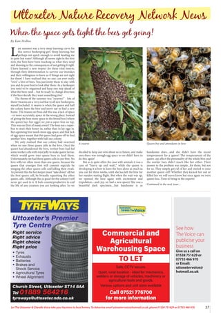 Commercial and
Agricultural
Warehousing Space
TO LET
Safe, CCTV secure.
Quiet, rural location - ideal for mechanics,
welders or storage of vehicles, machinery or
agricultural tools and goods.
Various options and unit sizes available
Call 07521 776700
for more information
Church Street, Uttoxeter ST14 8AA
Tel 01889 564216
tyreways@uttoxeter.ndo.co.uk
Uttoxeter’s Premier
Tyre Centre
Right service
Right advice
Right choice
Right price
• Tyres
• Exhausts
• Batteries
• Brakes and
Shock Service
• Agricultural Tyres
• Wheel Alignment
See how
The Voice can
publicise your
business
Give us a call on
01538 751629 or
07733 466 970
or Email:
uttoxetervoice@
hotmail.co.uk
37
Let The Uttoxeter & Cheadle Voice take your business to local homes. To Advertise email uttoxetervoice@hotmail.co.uk, phone 01538 751629 or 07733 466 970
L
ast summer was a very steep learning curve for
this novice beekeeping girl. Steep learning, but
perhaps not quick enough to avoid landing me
in quite hot water! Although all seems right in the hive
now, the bees have been teaching us what they need
and showing us the consequences of not getting it right.
I have learned a new respect for these vital insects,
through their determination to survive our mistakes
and their willingness to leave us if things are not right
for them! I have realised that no one can ever really
“own” a hive of bees. You just invite them to stay with
you and do your best to look after them. As a beekeeper
you need to be organised and keep one step ahead of
what the bees need – but be ready to change direction
if the bees decide they want something else!
The theme of the summer was “swarms!” - lots of
them! Swarms are a very real fear to all new beekeepers,
myself included. A swarm is when the queen and half
the colony leave the hive and move out to find a new
home. The reason our bees did this was a lack of space
- or more accurately, space in the wrong place. Instead
of giving the bees more space in the brood box (where
the queen lays her eggs) we put a super-box on top.
This was our first of many errors! The bees use a super-
box to store their honey in, rather than to lay eggs in.
But a growing hive needs more egg-space, and that lack
of egg-space meant that the queen had gone off to find
another hive, together with half our colony.
We only realised that our colony had swarmed
when we saw three queen cells in the hive. Once the
queen had abandoned the hive, worker bees had fed
some worker cells with royal jelly to make queen larvae,
which would grow into queen bees to lead them.
Unfortunately, we had three queen cells in our hive. No
hive will ever allow more than one queen, because the
queen that emerges first will commit regicide by
stinging the other queen cells and killing their rivals.
To prevent this the bee keeper must “take down” all but
the best queen cell, by brutally squashing the other
queen cells. Although this is good for the colony I will
never get used to it. It feels counterproductive to end
the life of any creature you are looking after. So we
decided to keep our wits about us in future, and make
sure there was enough egg space so we didn’t have to
do this again!
But as is quite often the case with animals it was a
case of “hurry up and wait!,” while the queen is
developing it is best to leave the bees alone as much as
you can for three weeks, until she has left the hive for
her maiden mating flight. But when the wait was up,
we opened the hive again with excitement and
trepidation....and, joy, we had a new queen! She was a
beautiful dark specimen....but handsome is as
handsome does....and she didn’t have the nicest
temperament for a queen! The temperament of the
queen can affect the personality of the whole hive and
the worker bees didn't much like her either. Their
answer to the problem was simple...for them, but not
for us. They simply got rid of her and started to raise
another queen cell! Whether they kicked her out or
killed her we will never know but once again we were
queen-less. Time to bring in the experts!
Continued in the next issue…
Uttoxeter Nature Recovery Network News
When the space gets tight the bees get going!
By Kate Hollins
Queen-bee and attendants in hive
A swarm
Everyone
lovesTheVoice
 