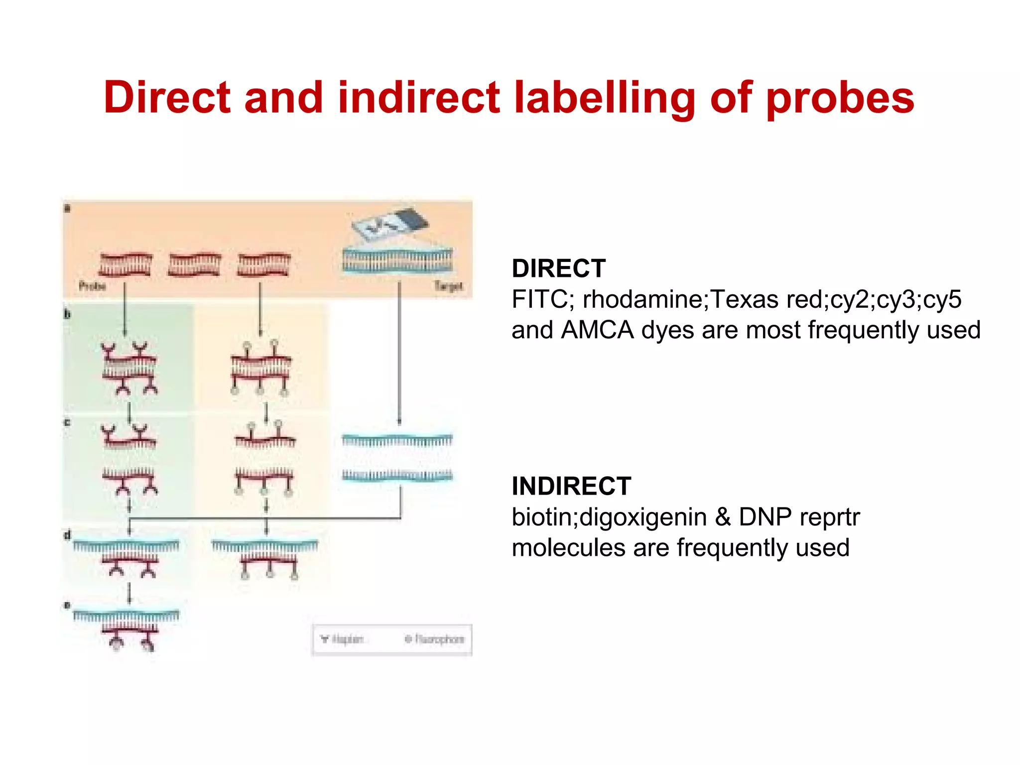 Direct and indirect labelling of probes
DIRECT
FITC; rhodamine;Texas red;cy2;cy3;cy5
and AMCA dyes are most frequently used
INDIRECT
biotin;digoxigenin & DNP reprtr
molecules are frequently used
 
