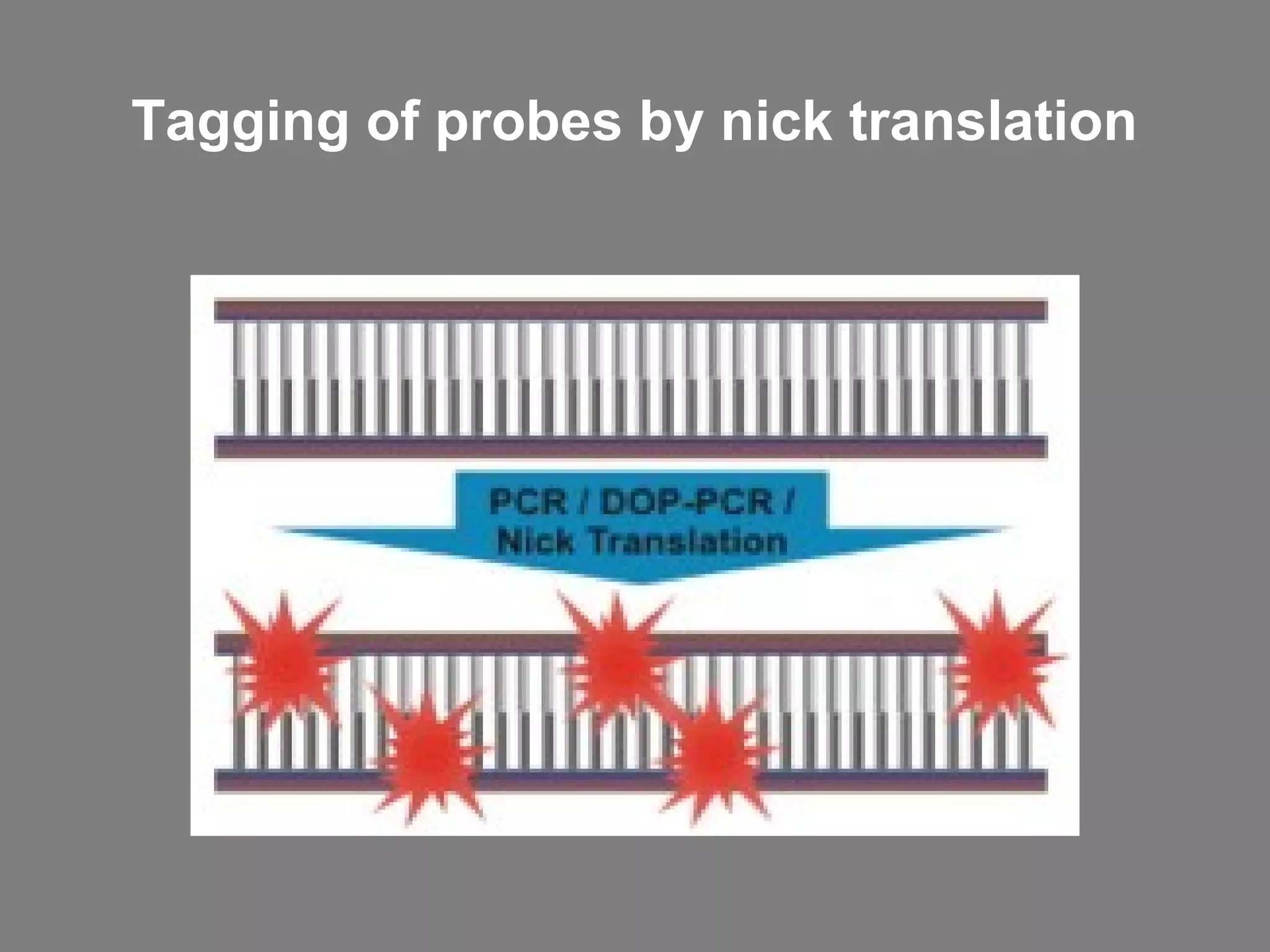 Tagging of probes by nick translation
 