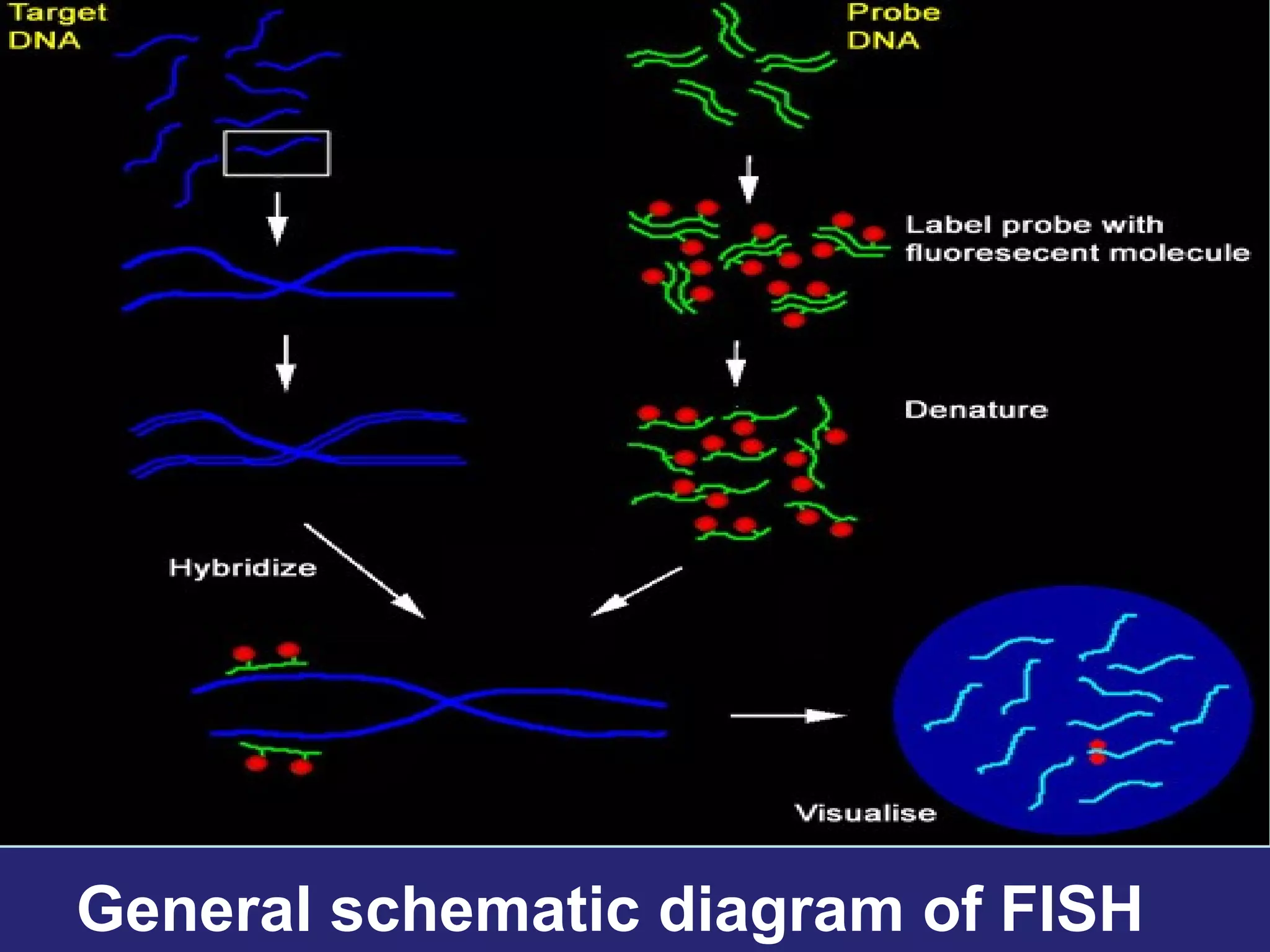 General schematic diagram of FISH
 