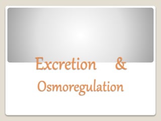 Excretion &
Osmoregulation
 
