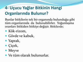 4- Uçucu Yağlar Bitkinin Hangi 
Organlarında Bulunur? 
Bunlar bitkilerin tek bir organında bulunduğu gibi 
tüm organlarında da bulunabilirler. Yoğunlaşma 
oranları bitkiden bitkiye değişir. Bitkilerde; 
 Kök-rizom, 
 Gövde ve kabuk, 
 Yaprak, 
 Çiçek, 
 Meyve 
 Ve tüm olarak bulunurlar. 
 