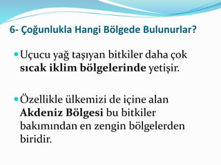 6- Çoğunlukla Hangi Bölgede Bulunurlar? 
Uçucu yağ taşıyan bitkiler daha çok 
sıcak iklim bölgelerinde yetişir. 
Özellikle ülkemizi de içine alan 
Akdeniz Bölgesi bu bitkiler 
bakımından en zengin bölgelerden 
biridir. 
 