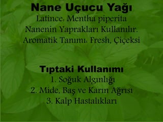 Nane Uçucu Yağı 
Latince: Mentha piperita 
Nanenin Yaprakları Kullanılır. 
Aromatik Tanımı: Fresh, Çiçeksi 
Tıptaki Kullanımı 
1. Soğuk Algınlığı 
2. Mide, Baş ve Karın Ağrısı 
3. Kalp Hastalıkları 
 